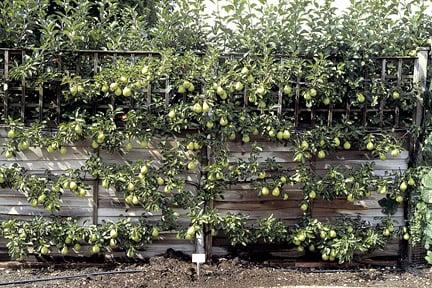 Espaliers look attractive trained on sunny walls or fences.  ©RHS/Tim Sandall