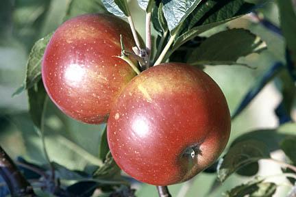 'Discovery' is a good choice for a dessert apple. Image: Graham Titchmarsh/RHS Herbarium