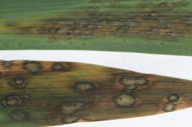 Iris leaf spot