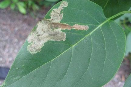 Lilac leaf-mining moth