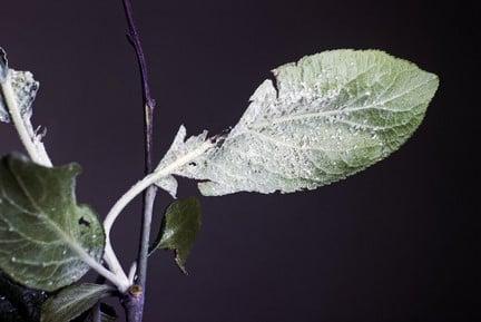 Plum aphids