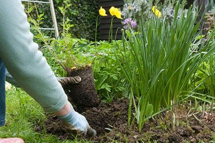 A hole dug sufficiently wide and deep, ready for a container-grown perennial plant