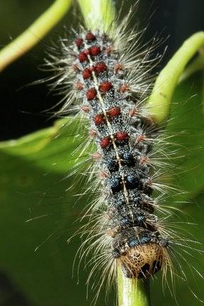 Gypsy moth caterpillar (<EM>Lymantria dispar</EM>) RHS / Sian Tyrrell