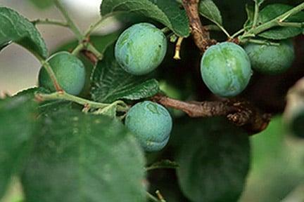 Prunus domestica (plum). Credit: RHS Advisory.