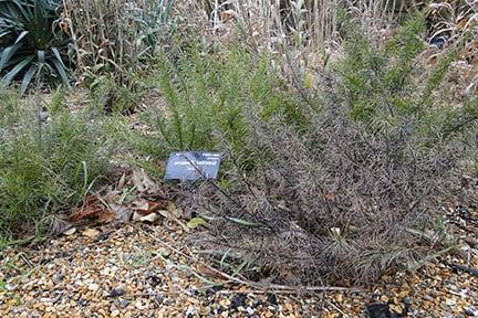 Dead Grevillea shrub