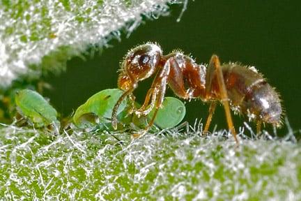 An ant collecting honeydew from aphids. Credit: RHS/Mike Ballard.