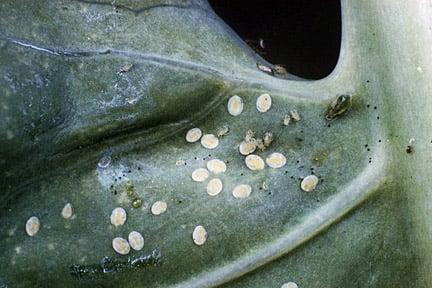 Cabbage whitefly (Aleyrodes proletella) on Cabbage (Brassica sp.). Credit: RHs/Science.