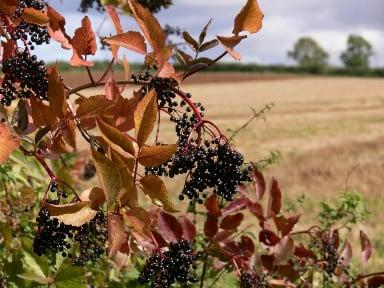 Sambucus nigra Elderberry RHS / Simon Garbutt