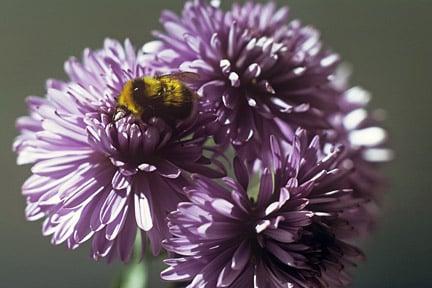 A bumblebee (Bombus jonellus) looking for food on an aster. Credit: RHS/Entomology.