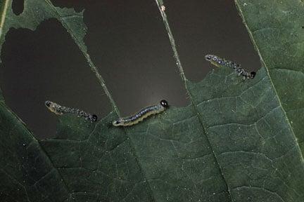 Aruncus sawfly (<EM>Nematus spiraeae</EM>) on goat's beard (<EM>Aruncus dioicus</EM>)