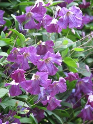 A healthy clematis