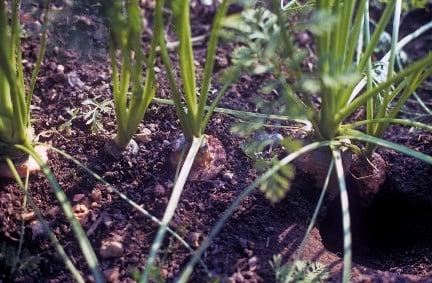 Rat damage on carrots