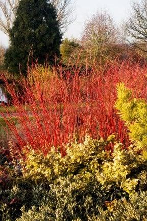 Colourful shrubs RHS/Jerry Harpur