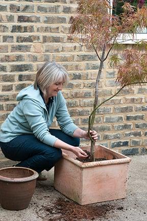 Planting an Acer tree in a container