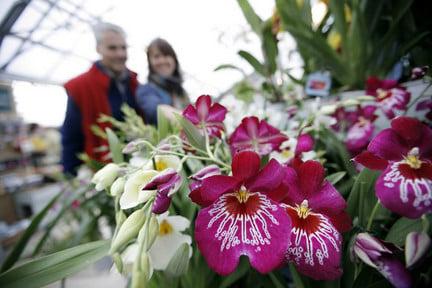 Buying: garden centre plants