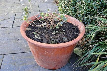 Rhododendron in a pot that is too large