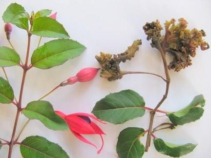 Fuchsia gall mite