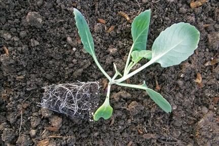 Vegetables: transplanting