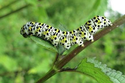 Mullein moth caterpillar