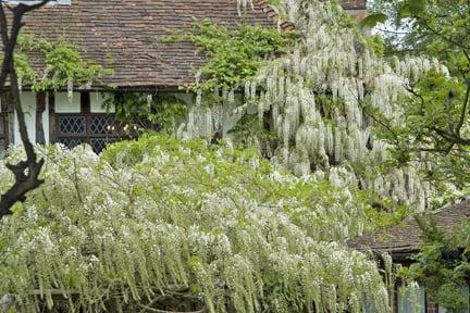 Wisteria growing over house wall.