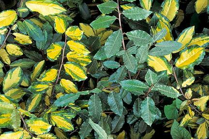 Elaeagnus showing reverted growth