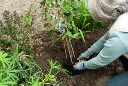 Planting in a wall-side border