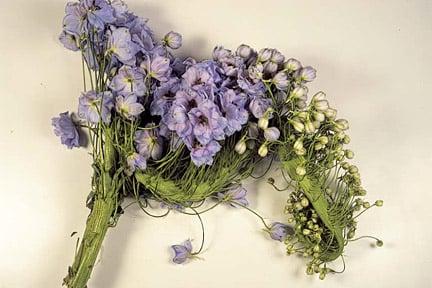 Fasciation on a delphinium. Credit: Tim Sandall/RHS The Garden.