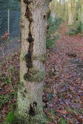 Oak decline. Copyright: RHS