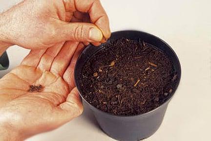 Sowing small tree seed. Credit: Tim Sandall/RHS The Garden.