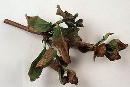 Brown leaves. Image RHS/John Trenholm