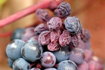 Grape shanking causes berries to eventually shrivel up. Image: ©www.gardenworldimages.com