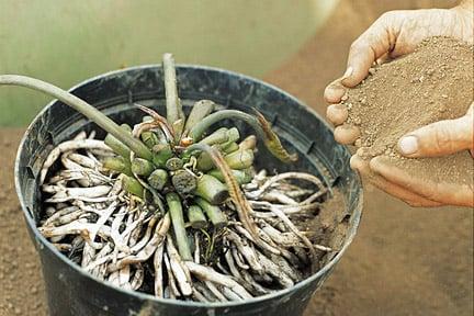 Planting an aquatic plant. 