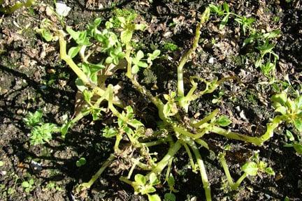 Defoliation caused by Impatiens downy mildew