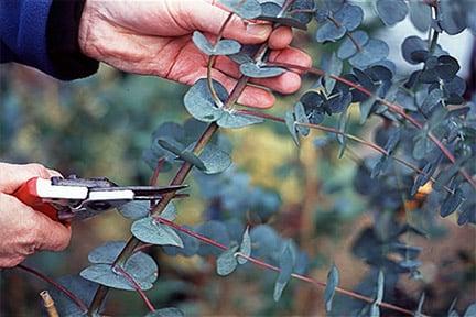 Pruning Eucalyptus