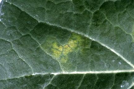 Brassica downy mildew - yellowing of upper leaf surface. Credit: RHS, Horticultural Science