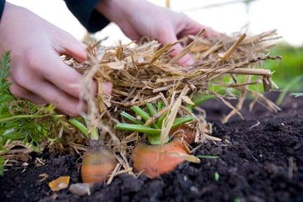 Vegetables: growing for winter