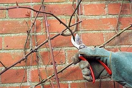 Pruning a climbing rose growing on a wall.