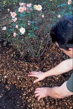 Using bark as a mulch to reduce water loss around a rose. Image: RHS/Tim Sandall