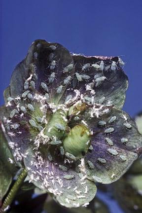 Hellebore aphid (Macrosiphum hellebori) on Hellebore (Helleborus sp.). Credit: RHS/Entomology.