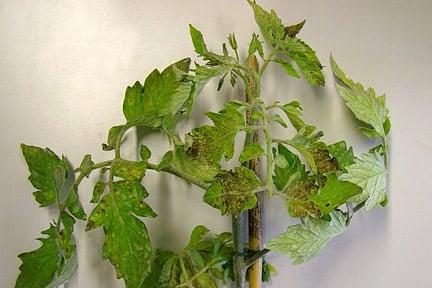 Tomato plants affected by virus show mosaic patterns on leaves. Image: RHS, Horticultural Science