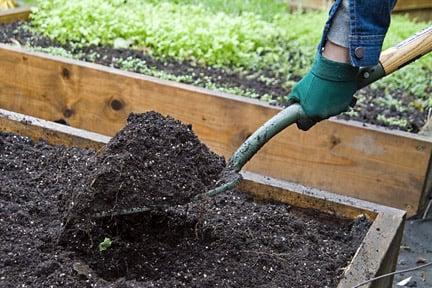 Adding compost to a raised bed