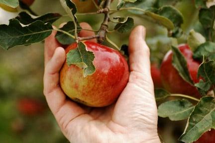 Harvesting fruit