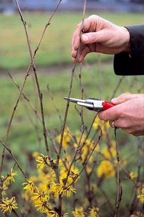 Pruning Hamamelis