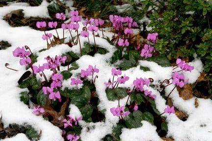 Cyclamen: hardy