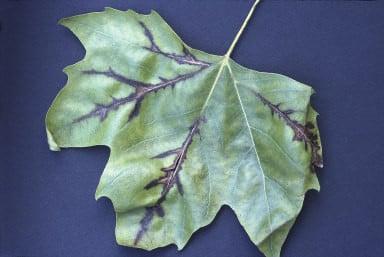 Plane anthracnose