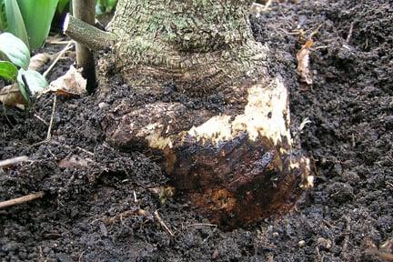 Phytophthora root rot on Wisteria