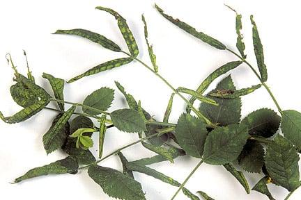 Leaf-rolling sawfly damage on a rose. Image: RHS/Tim Sandall