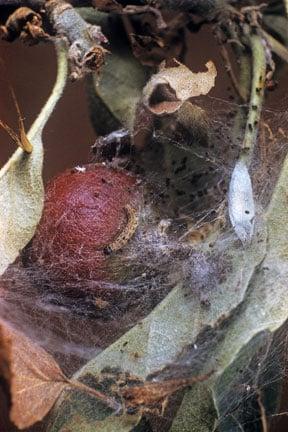 Apple small ermine moth (<EM>Yponomeuta malinellus</EM>) on apple