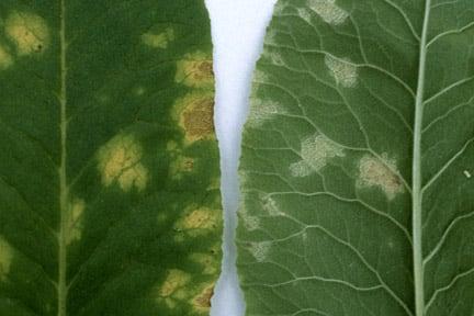 Leaf spot on Primula species caused by the fungus <em>Ramularia</em>. Lower (left) and upper (right) leaf surfaces.