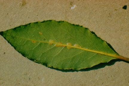 Soft scale on the underside of a bay leaf